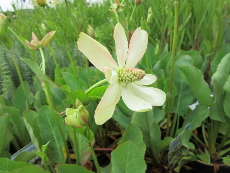 Preview: Scheinanemone - Anemopsis californica